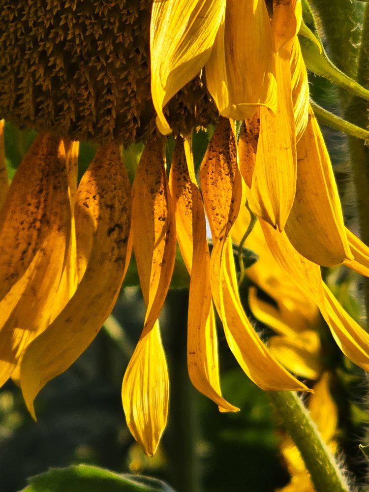 Photograph by Ирина Хлебникова