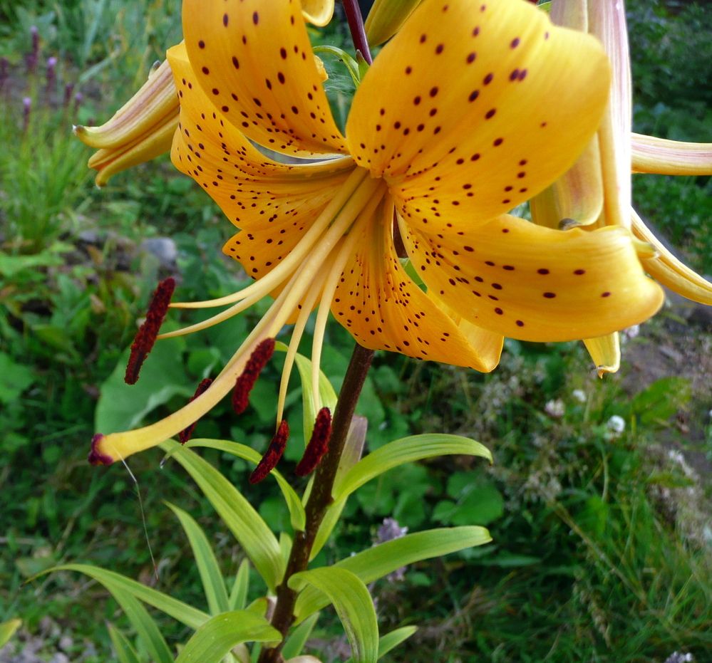 Photograph by Александр Бастраков