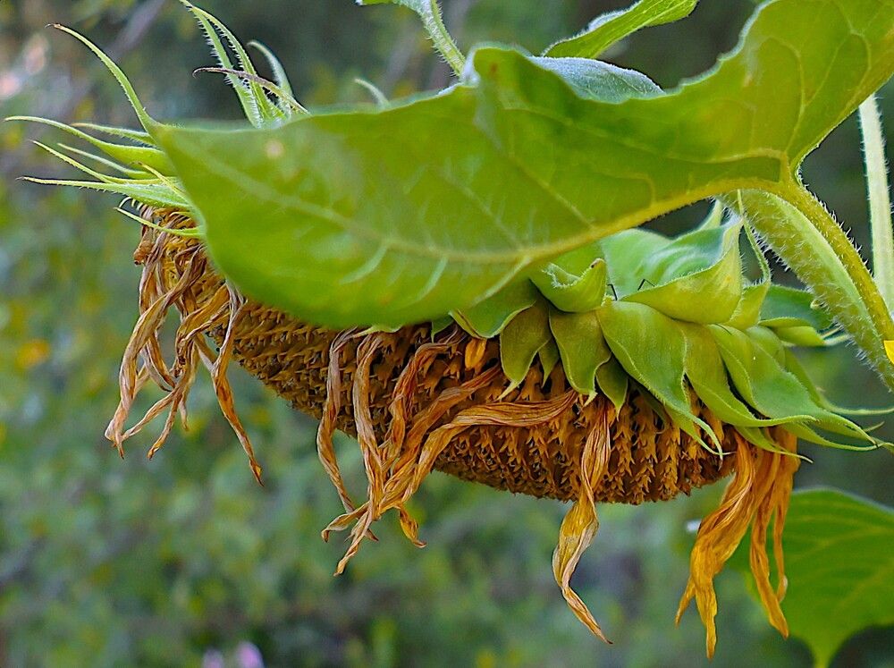 Photograph by Гагик Саркисян