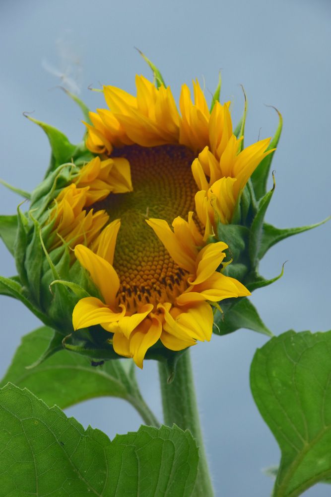 Стеснительный