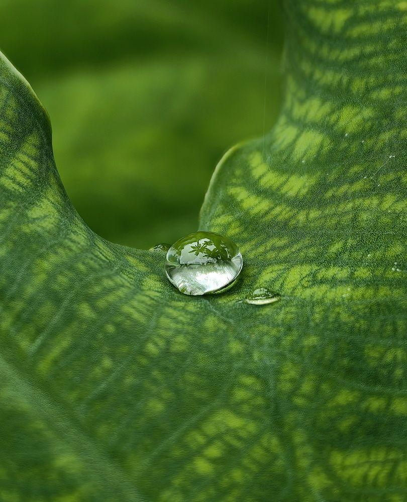 Photograph by Кристина Феминова