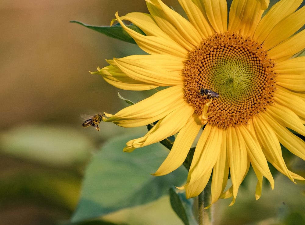 Photograph by Алексей Сиваков