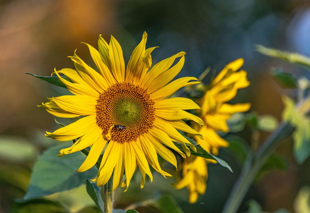 Photograph by Алексей Сиваков