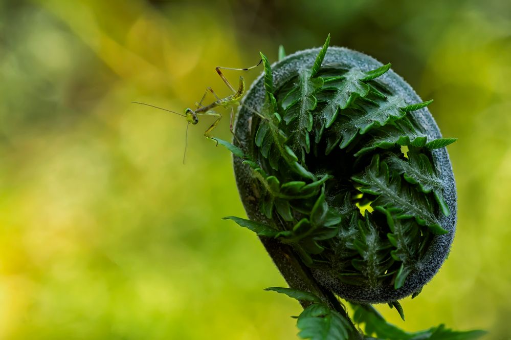 Photograph by Тараненко Анжелика