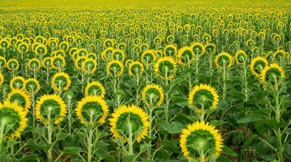 Photograph by Олег Алексеев