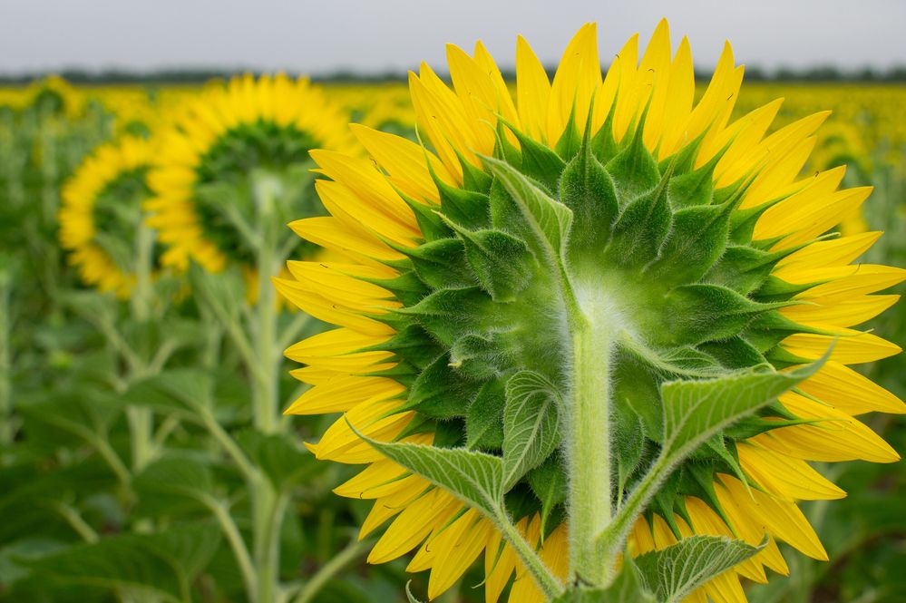 Photograph by Олег Алексеев