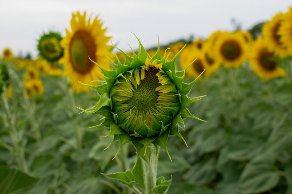 Photograph by Олег Алексеев