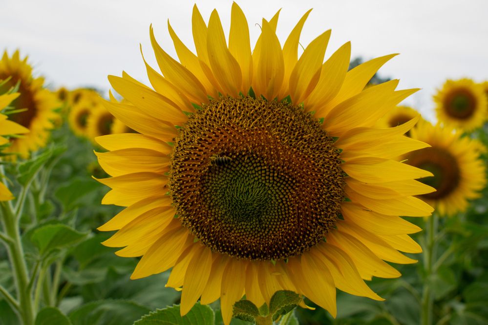 Photograph by Олег Алексеев