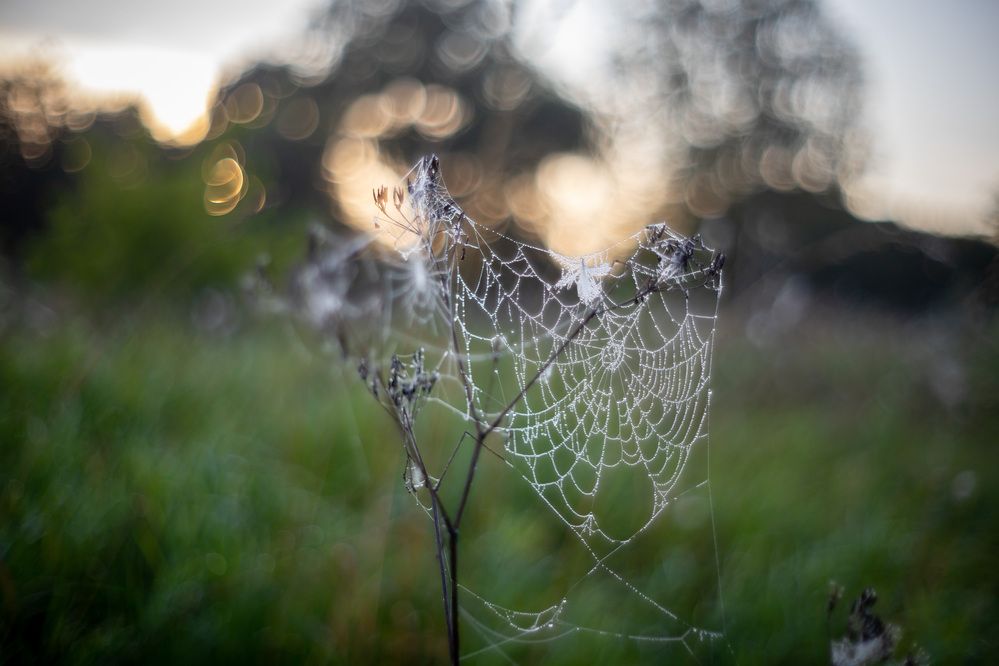 Рассвет. Роса