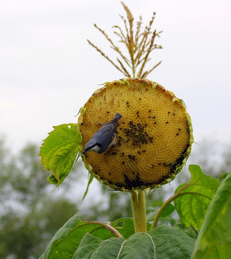 Photograph by Елена Смирнова