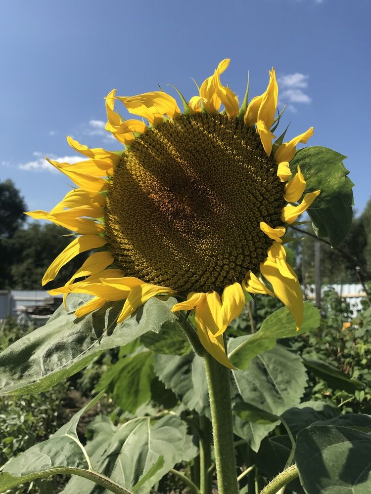 Photograph by Елена Смирнова