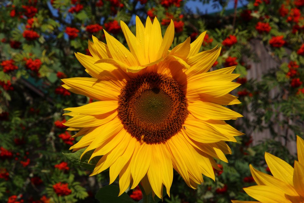 Солнечный цветок