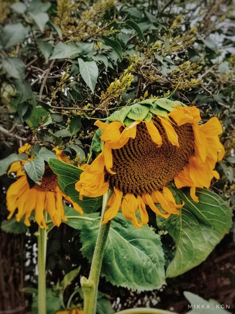 Photograph by Микка