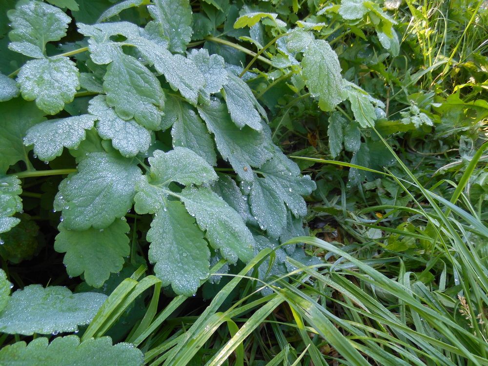 Фотография автора Клавдия Васильева