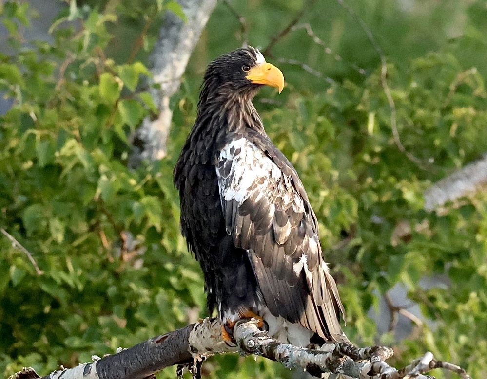 Белоплечий Орлан