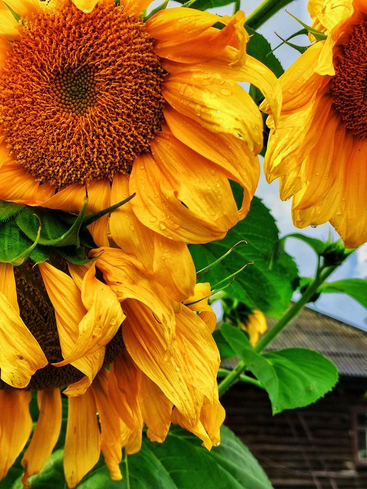 Photograph by Микка