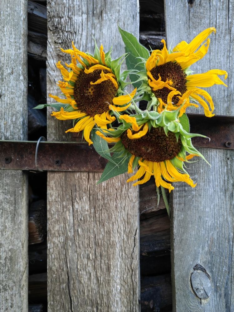 Photograph by Ульяна Кузьмина