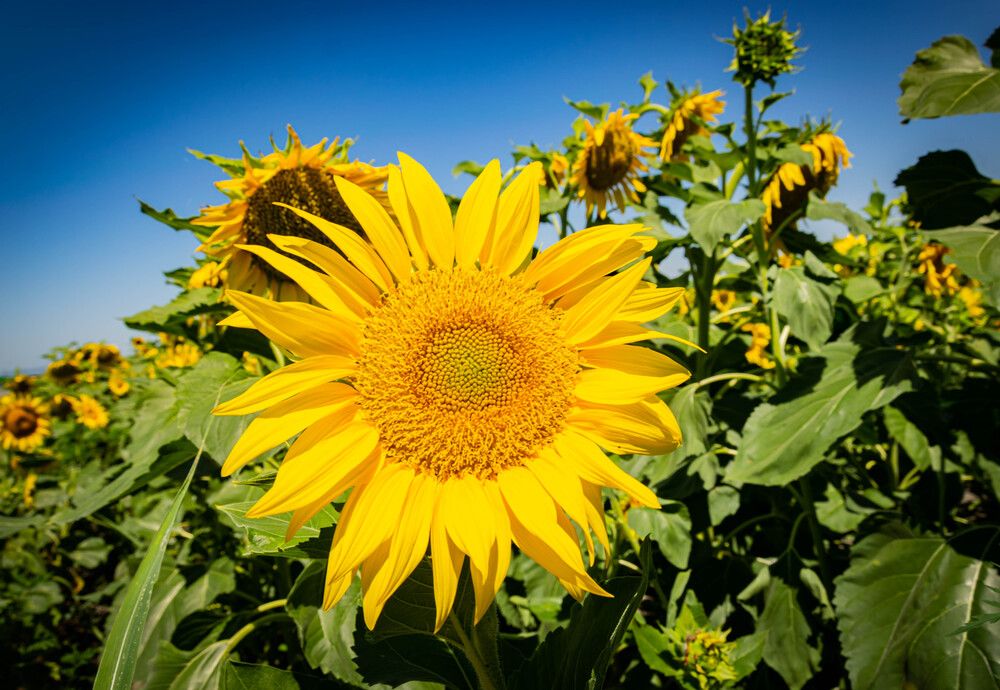Фотография автора Оксана Белозерская