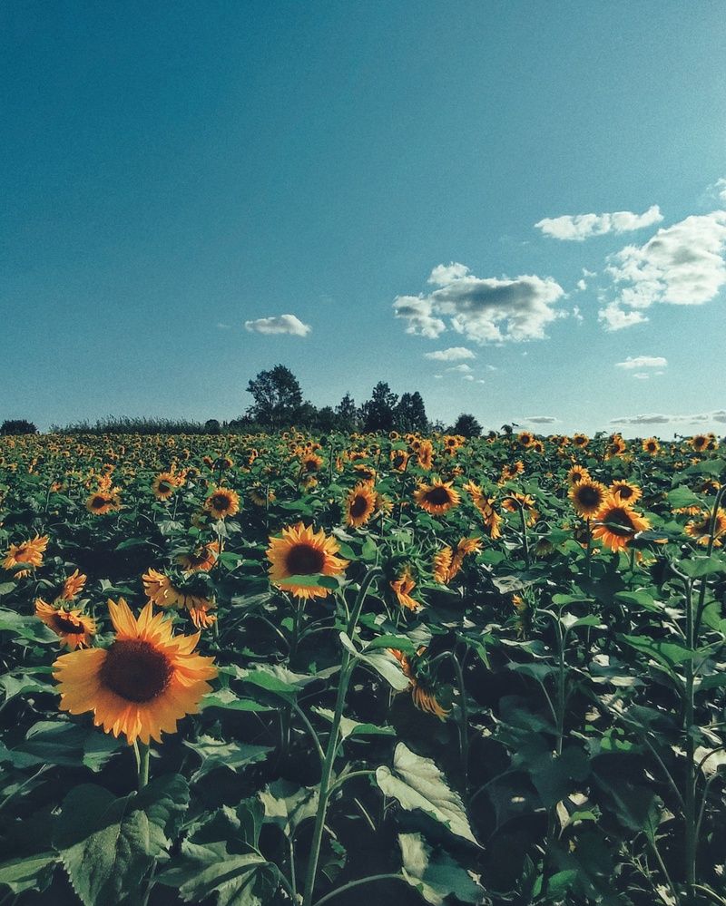 Photograph by Хоменчук Людмила