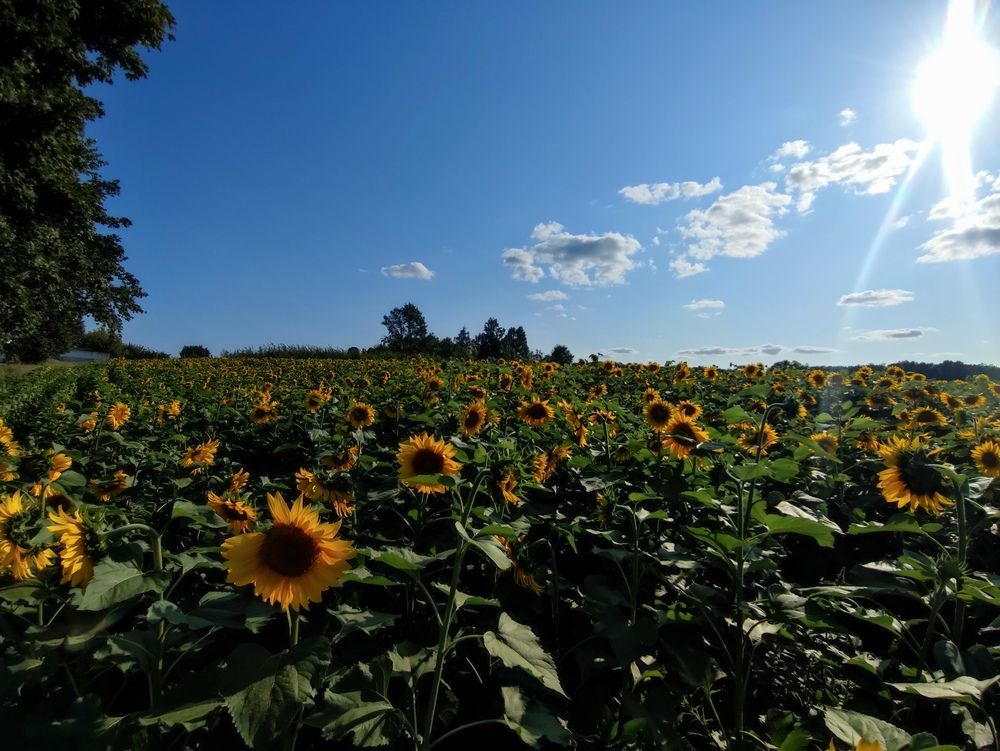 Photograph by Хоменчук Людмила