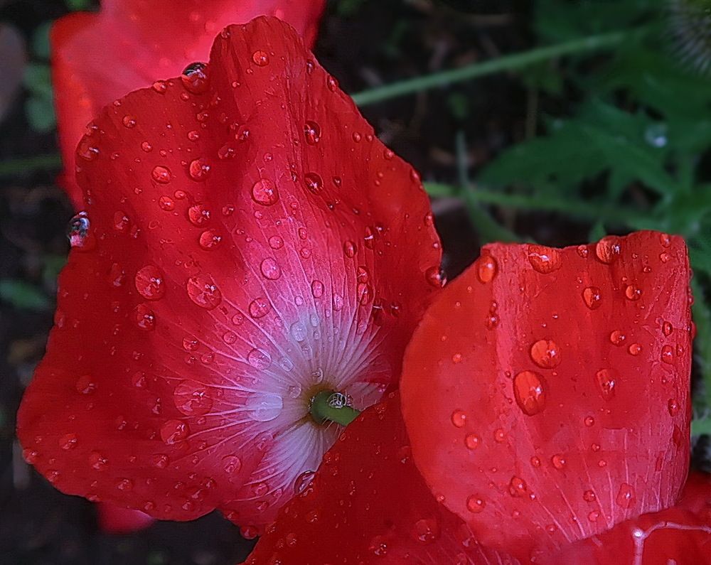 Photograph by Нина