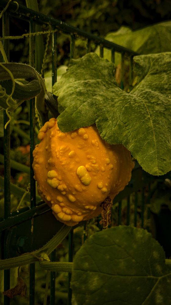 Photograph by Iryna Usanova