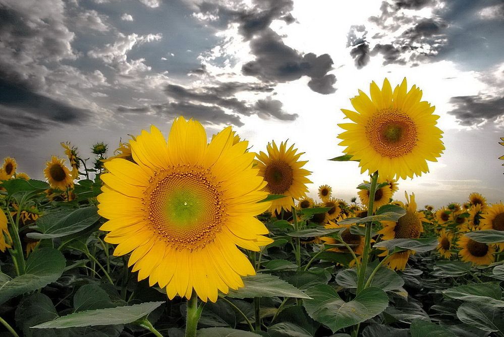 Фотография автора ВЛАДИМИР Тертышник