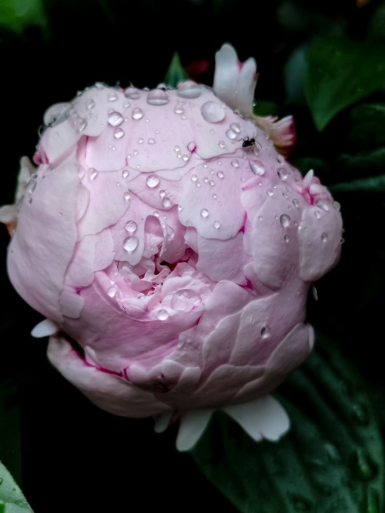 Фотография автора JELENA VASIC