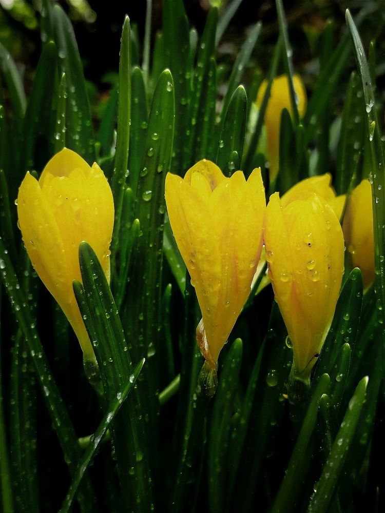 Фотография автора JELENA VASIC