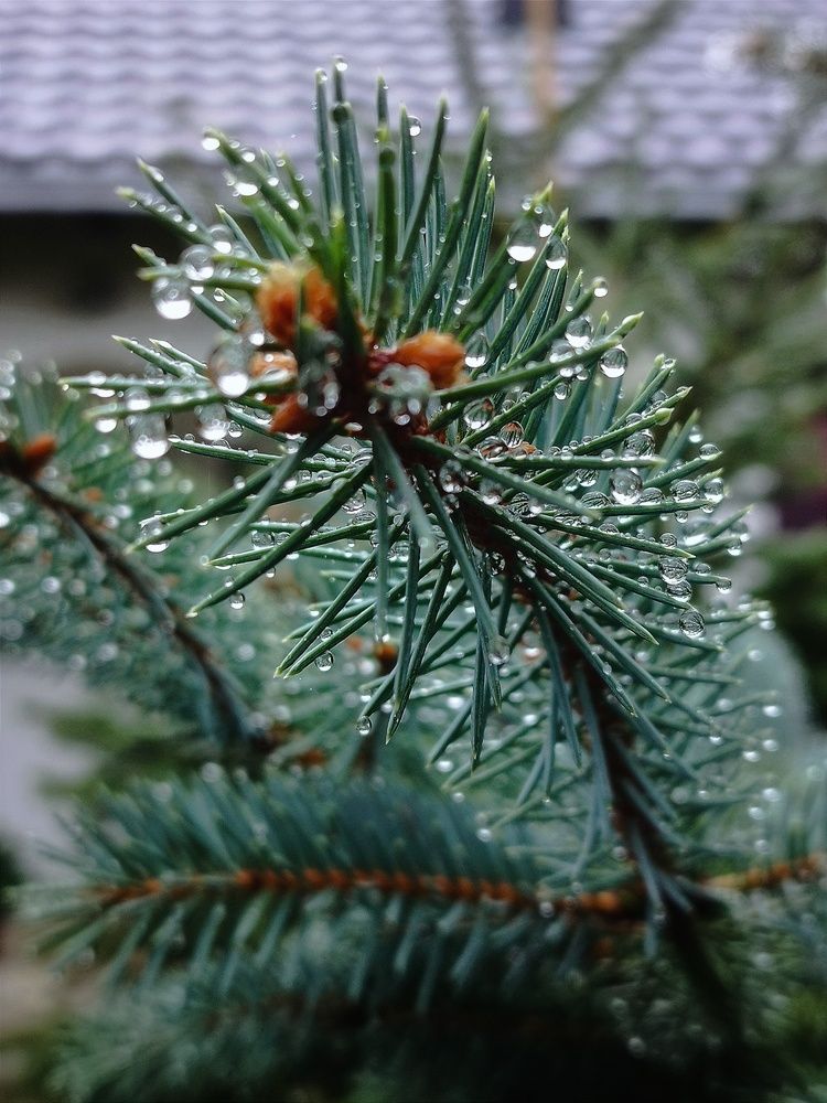 Фотография автора JELENA VASIC