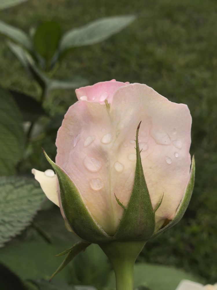 Photograph by Екатерина Борисовна Кузьмина