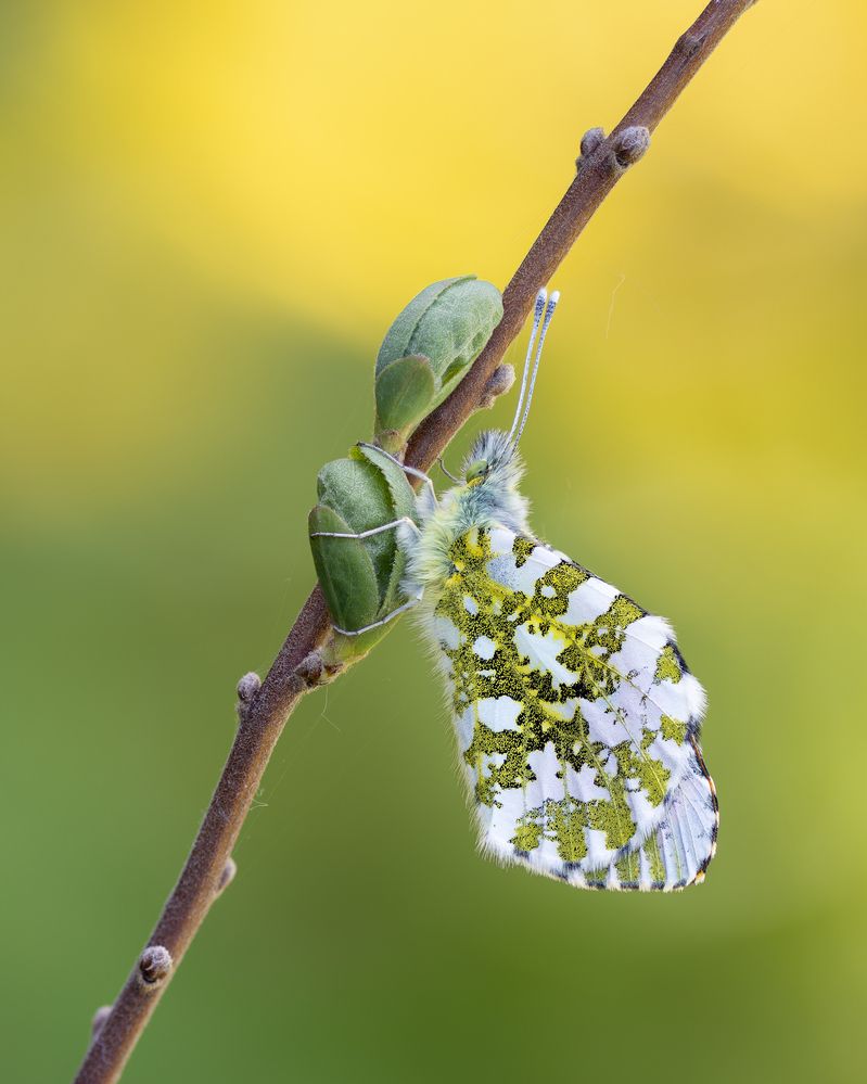 Photograph by Jiří Hakauf