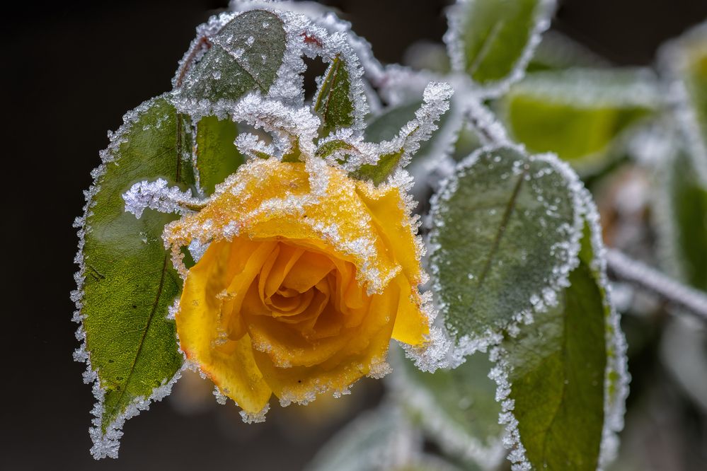 Photograph by Jiří Hakauf