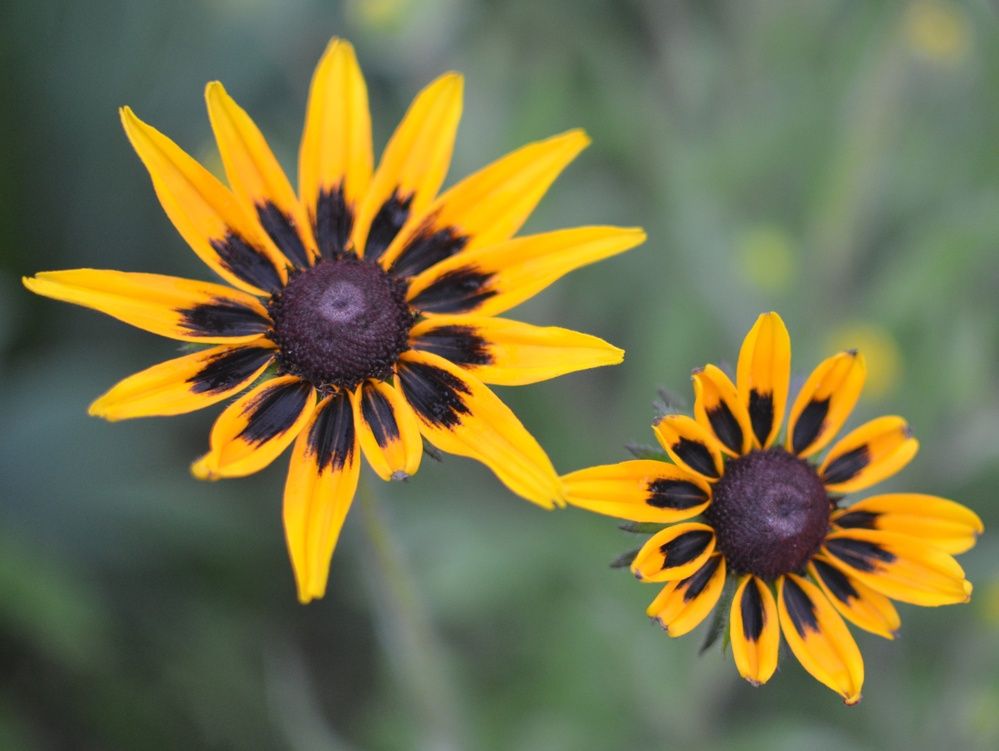 Фотография автора Ольга Жлоба