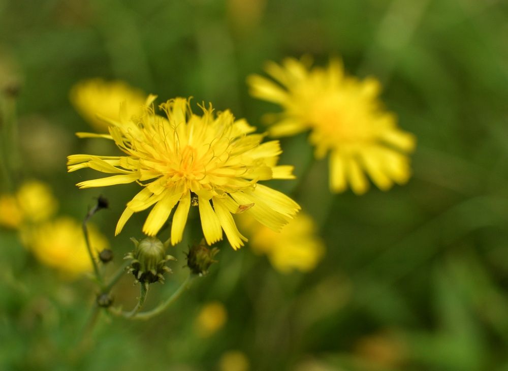 Фотография автора Ольга Жлоба