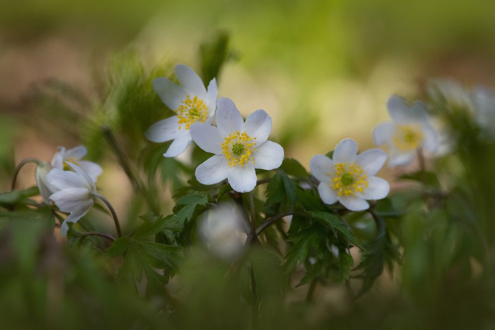 Фотография автора Татьяна Ливеровская