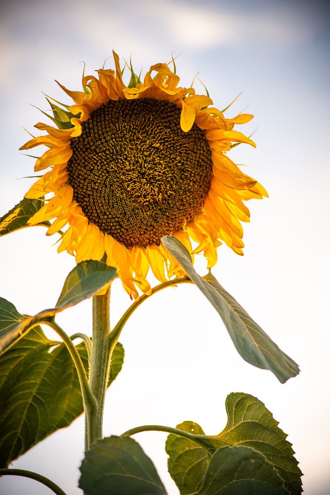 Photograph by Алина Орлова