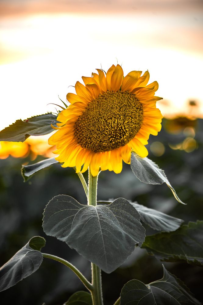 Photograph by Алина Орлова