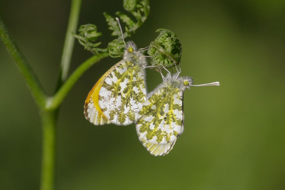 Бабочки зорьки (Anthocharis cardamines).