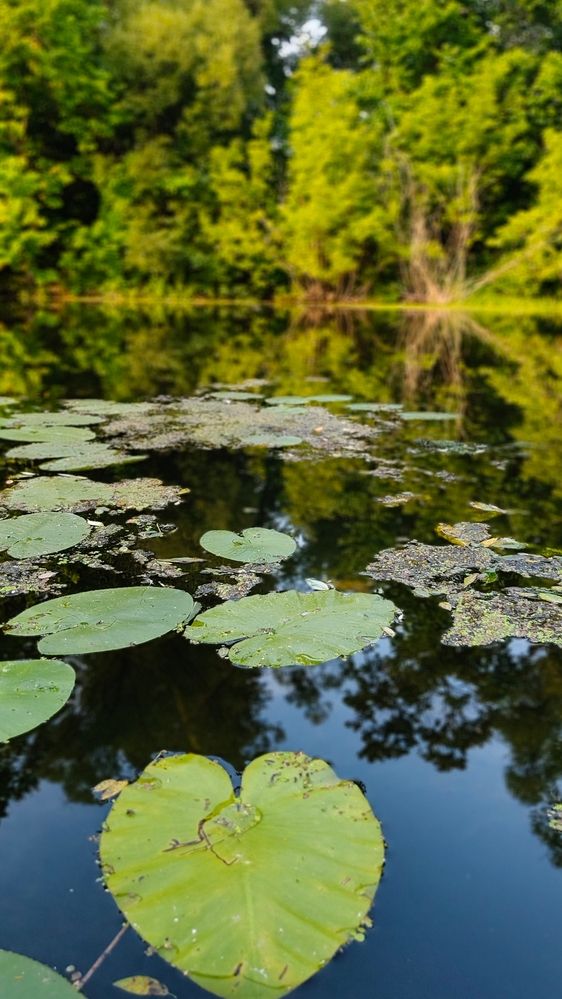 Photograph by Татьяна Нестерова