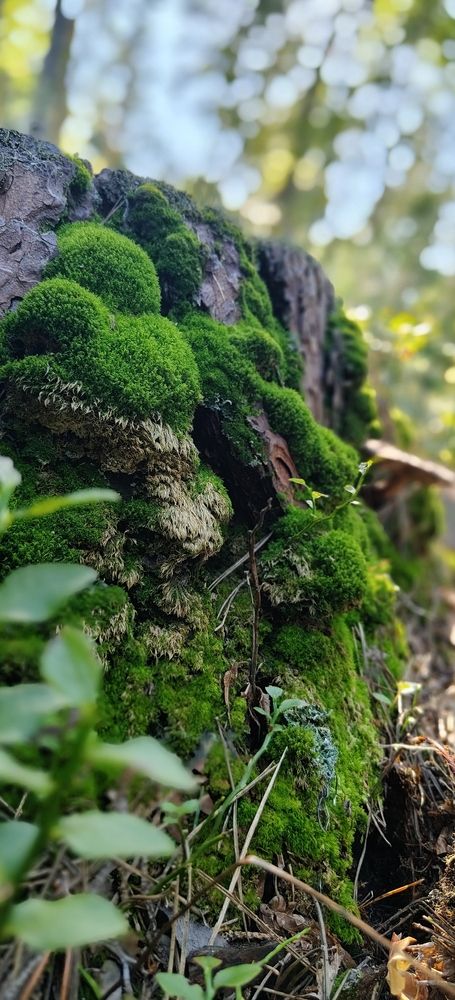 Photograph by Татьяна Нестерова