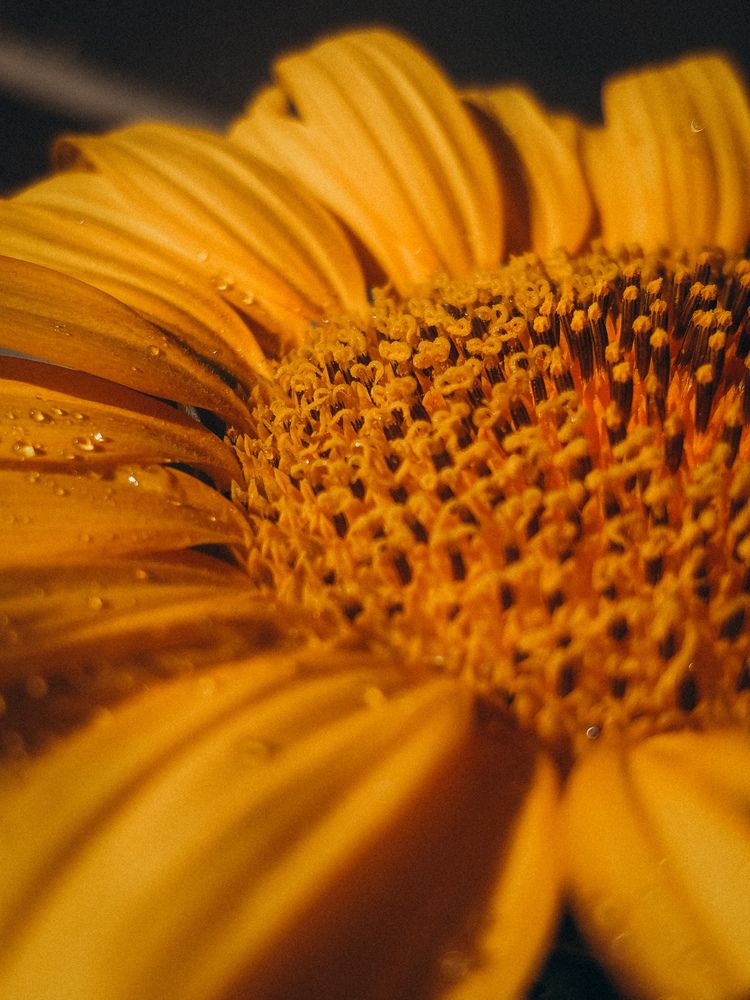 Photograph by Елена Михалева