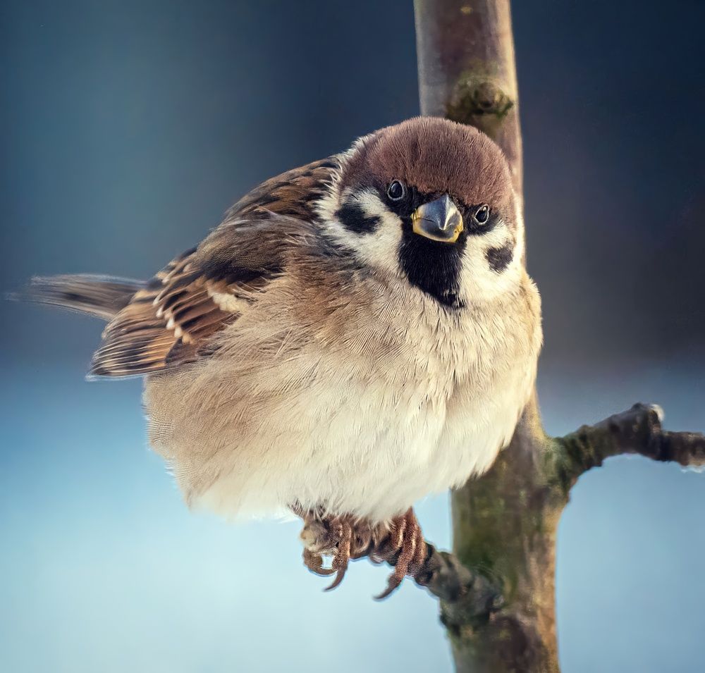 Photograph by Ворожцова Марина