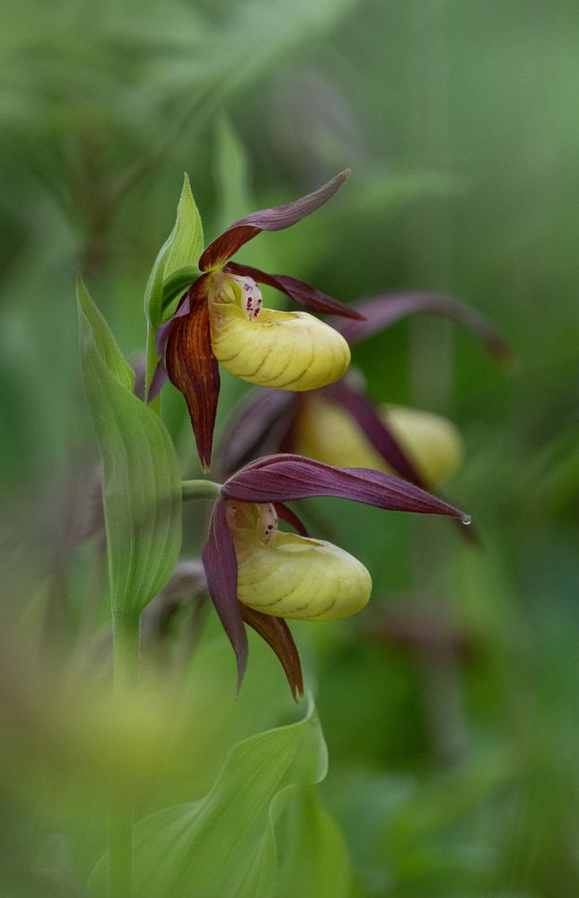 Фотография автора Татьяна Ливеровская