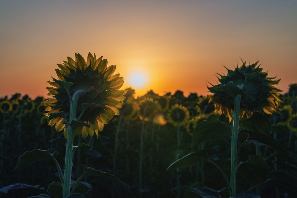 Здравствуй, солнце!