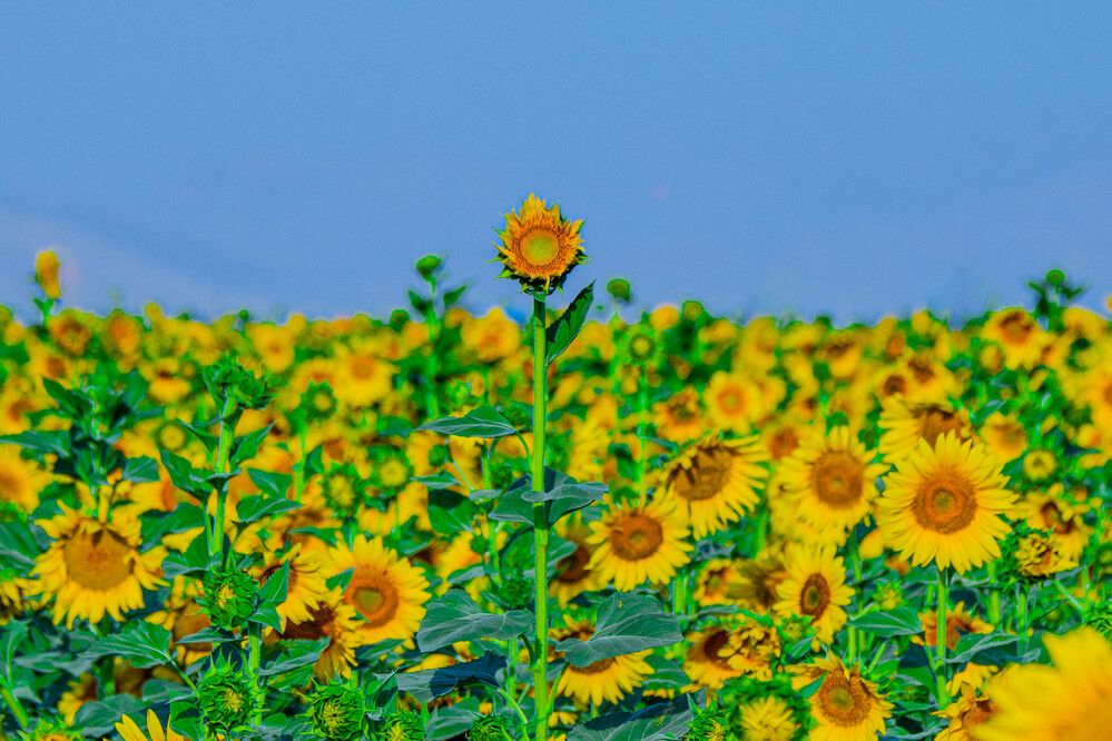 Photograph by Vahid Sabet