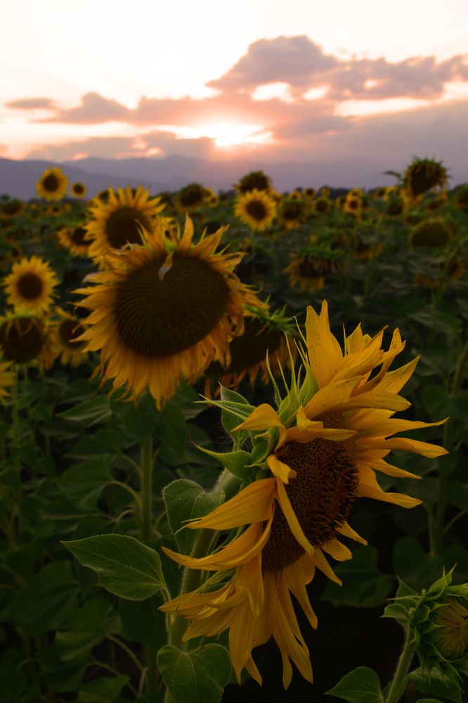 Photograph by ILIAS DIMITRIOU