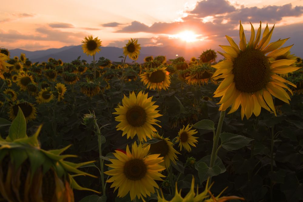 Photograph by ILIAS DIMITRIOU