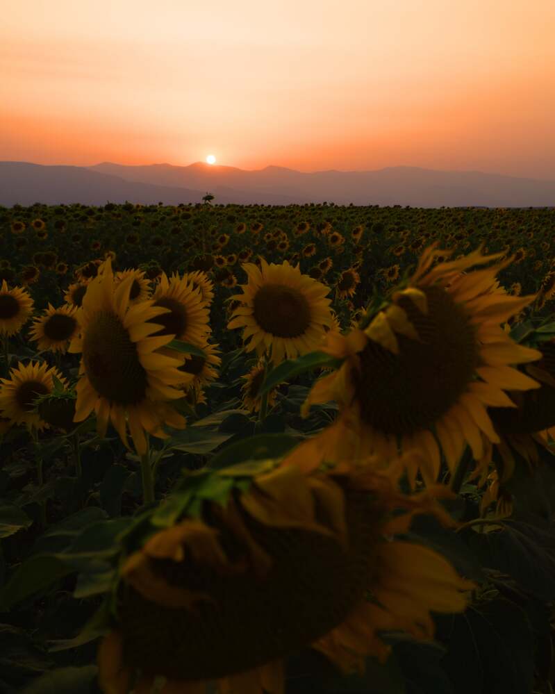 Photograph by ILIAS DIMITRIOU