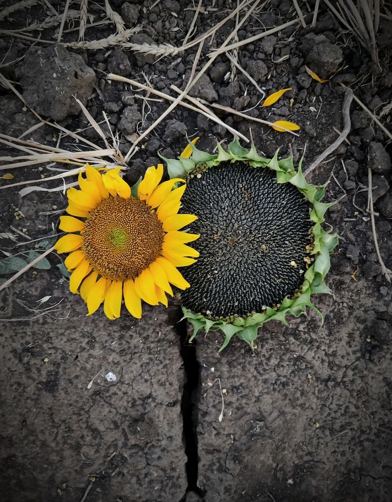 Photograph by Елена Пихурова